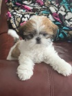 Prod�m �t��ata SHIH TZU