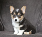 Prod�m �t��ata Pembroke Welsh Corgi.