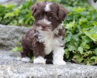 Prod�m roztomil� a zdrav� �t��ata havanese.