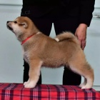 Prod�m zdrav� �t��ata japonsk� akity inu