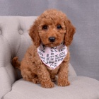 Prod�m hypoalergenn� �t��ata cockapoo