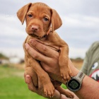 VIZSLA �T��ATA K Adopci