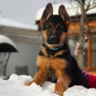 Prod�m �t��ata n�meck�ho ov��ka