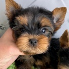Prod�m o�kovan� �t��ata mini yorkie.