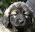 Jugosl�vsk� pasteveck� pes - SHARPLANINA �t��ata