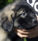 Jugosl�vsk� pasteveck� pes - SHARPLANINA �t��ata