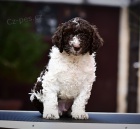 �pan�lsk� vodn� pes �t��ata