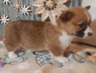 corgi, pembroke vel�sk� �t��ata
