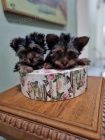 jork��rsk� teri�r (Yorkie) �t��ata