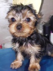 jork��rsk� teri�r (Yorkie) �t��ata
