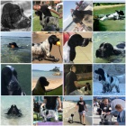 Anglick� kokr�pan�l �t��ata