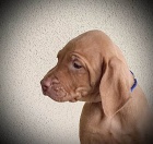 Ma�arsk� oha� kr�tkosrst� - Vizsla �t��ata