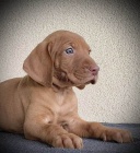 Ma�arsk� oha� kr�tkosrst� - Vizsla �t��ata