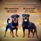 �t��ata rotvajlera s PP