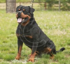 �t��ata rotvajlera s PP