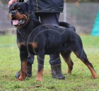 �t��ata rotvajlera s PP