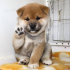 �T��ATA MINI SHIBA INU