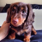 Prod�m mini �t��ata dlouhosrst�ho jezev��ka.