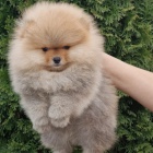 Pomo�ansk� �pic �t��ata