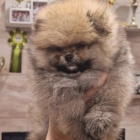 Pomo�ansk� �pic �t��ata