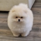 Pomo�ansk� �pic �t��ata