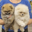 Pomo�ansk� �pic �t��ata