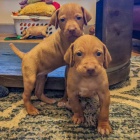 VIZSLA �T��ATA K Adopci