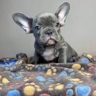 Prod�m ZDRAV� a O�KOVAN� �t��ata francouzsk�ho buldo�ka.