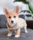 Prod�m �t��ata Pembroke Welsh Corgi.