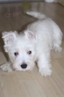 Prod�m mini mini �t��ata West Highland White Terriers