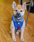 Prod�m rozko�n� miminka �t��ata shiba inu