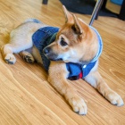 Prod�m rozko�n� miminka �t��ata shiba inu