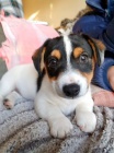 Prod�m zdrav� �t��ata jack russell teri�ra.