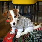 Prod�m zdrav� �t��ata jack russell teri�ra.