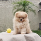 Prod�m �t��ata pomeraniana.