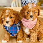 Prod�m o�kovan� a od�erven� �t��ata Cavapoo mini.