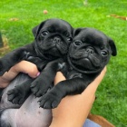 Prod�m o�kovan� �t��ata �ern�ho mopse fenky a pejska