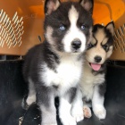 Prod�m �t��ata sibi�sk�ho huskyho.