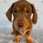 Prod�m trpasli�� �t��ata jezev��ka hladkosrst�ho