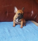 Francouzsk� buldo�ek