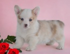 corgi, pembroke vel�sk� �t��ata