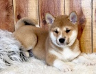 �t��ata shiba inu