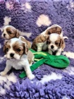 Kaval�r king Charles spaniel - �t��ata s PP