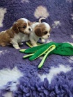 Kaval�r king Charles spaniel - �t��ata s PP