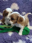 Kaval�r king Charles spaniel - �t��ata s PP