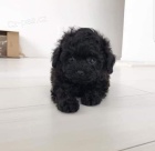 mini �t��ata toy pudl k adopci.