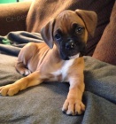 Prod�m �t��ata n�meck�ho boxera.