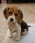 BEAGLE PRO P�IJET�