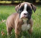 zdrav� �t��ata boxera