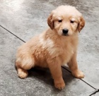 �t��ata zlat�ho retr�vra